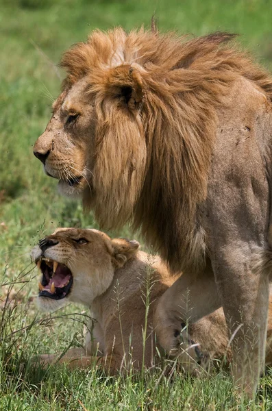 Leone e leonessa combattono da vicino — Foto Stock