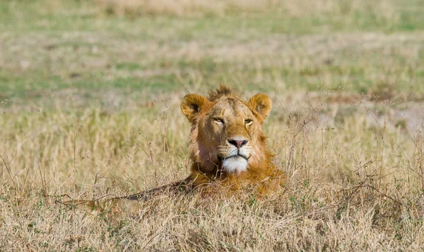 Portret młodego lwa — Zdjęcie stockowe