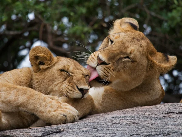 Leeuwin in haar habitat met cub — Stockfoto