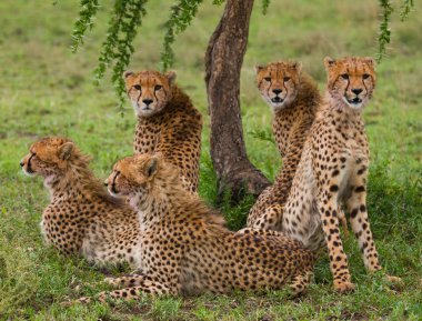 A flock of cheetahs in its habitat clipart