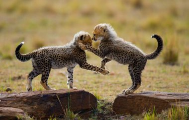 Playing cubs Cheetah clipart