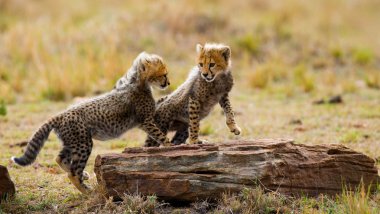 Yavrularını Cheetah oynarken