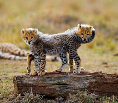 Yavrularını Cheetah oynarken