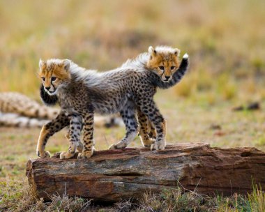 Yavrularını Cheetah oynarken