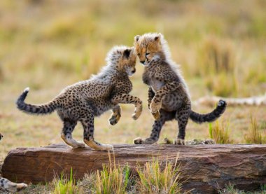 Yavrularını Cheetah oynarken