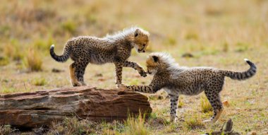 Yavrularını Cheetah oynarken