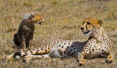 Anne çita yavrusu ile