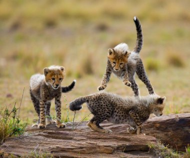 Yavrularını Cheetah oynarken