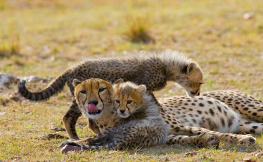 Mother Cheetah with her cubs clipart