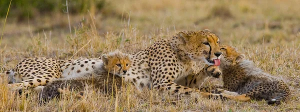Mãe Cheetah com seus filhotes — Fotografia de Stock