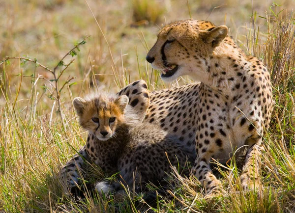 Mãe Cheetah com seu filhote — Fotografia de Stock