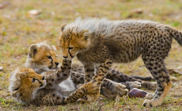 Giocare cuccioli di ghepardo — Foto Stock