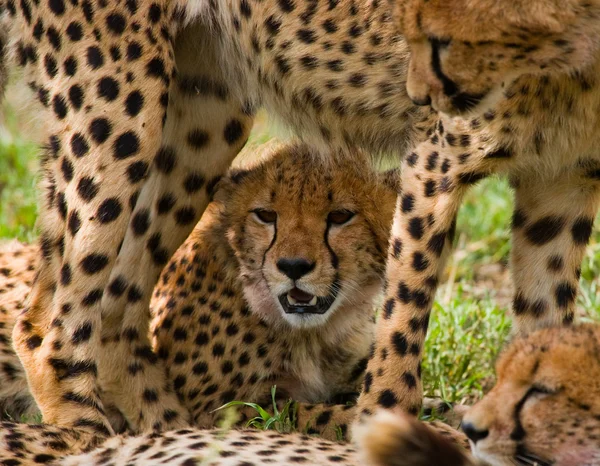 Ένα τσιτάχ cub κοντινό πλάνο — Φωτογραφία Αρχείου