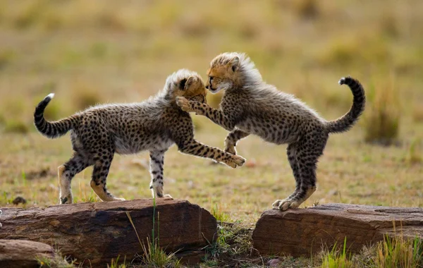 Giocare cuccioli Cheetah — Foto Stock