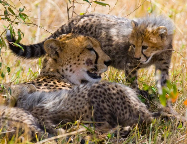 Moeder Cheetah met haar cub — Stockfoto