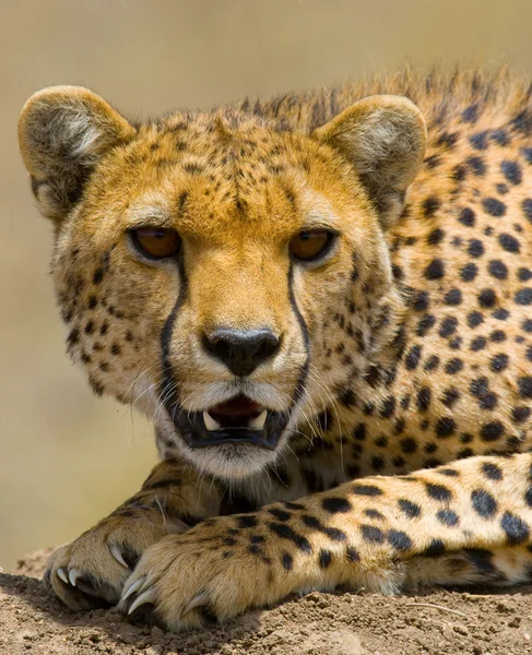 Bliska portret Cheetah — Zdjęcie stockowe