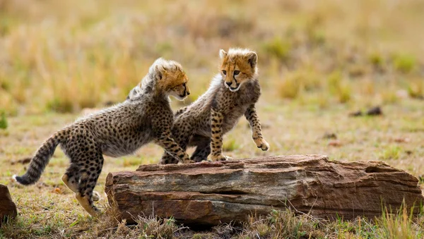 Cubs Cheetah játék — Stock Fotó
