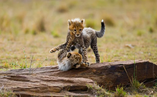 Yavrularını Cheetah oynarken — Stok fotoğraf