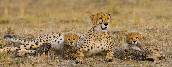 Mãe Cheetah com seus filhotes — Fotografia de Stock