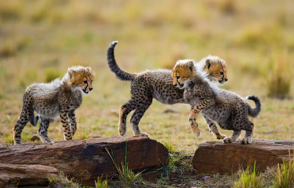 Yavrularını Cheetah oynarken — Stok fotoğraf