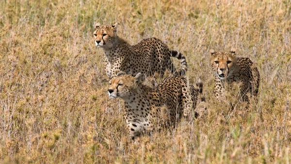 A flock of cheetahs in its habitat — Stock Photo, Image