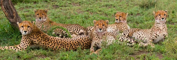 A flock of cheetahs in its habitat — Stock Photo, Image