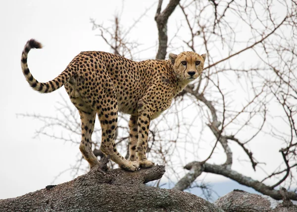 One Cheetah in its habitat — Stock Photo, Image