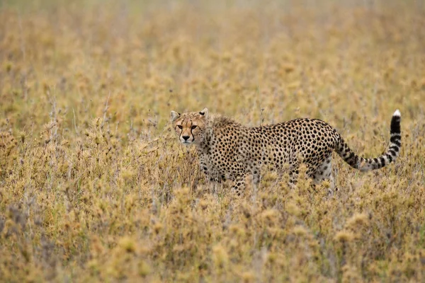 Jeden gepard w jej środowisku — Zdjęcie stockowe