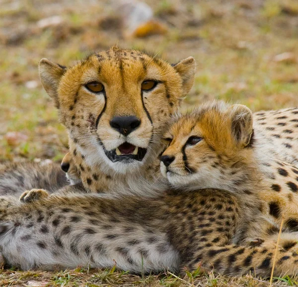 Mãe Cheetah com seu filhote — Fotografia de Stock