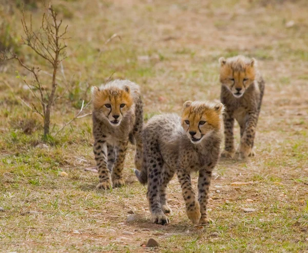 Filhotes de Thee Cheetah — Fotografia de Stock