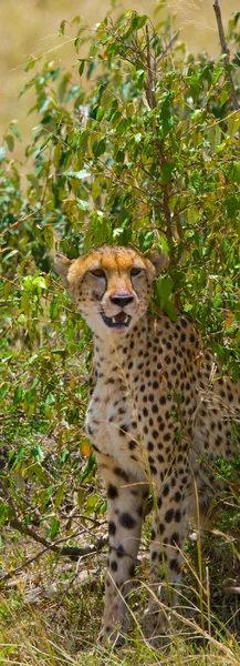 Ein Gepard in seinem Lebensraum — Stockfoto