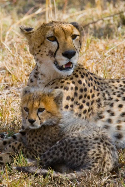 Anne çita yavrusu ile — Stok fotoğraf
