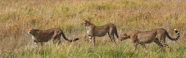 En flock geparder i dess livsmiljö — Stockfoto