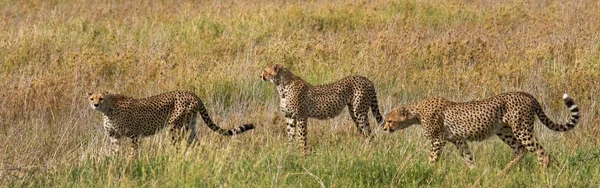 Un troupeau de guépards dans son habitat — Photo