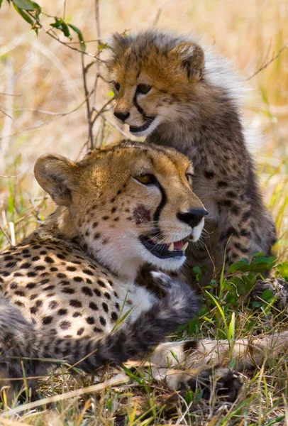 Mãe Cheetah com seu filhote — Fotografia de Stock