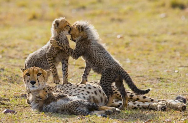Gepardenmutter mit ihren Jungen — Stockfoto