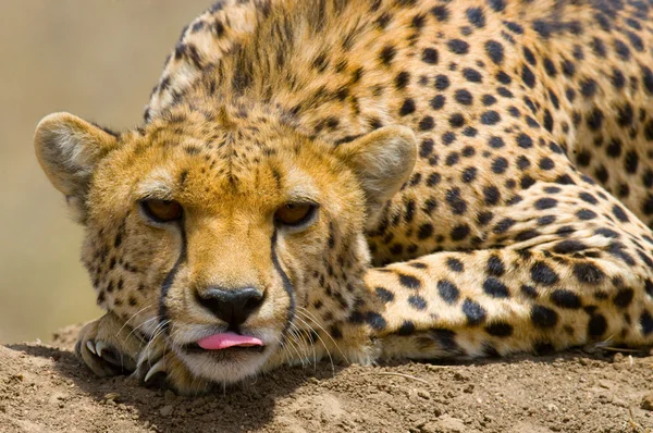 Portret van een Cheetah close-up — Stockfoto