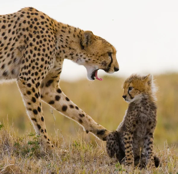 Mãe Cheetah com seu filhote — Fotografia de Stock