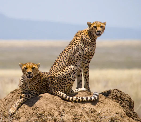 その生息地で 2 つのチーター — ストック写真