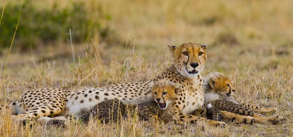 Madre Cheetah con sus cachorros —  Fotos de Stock