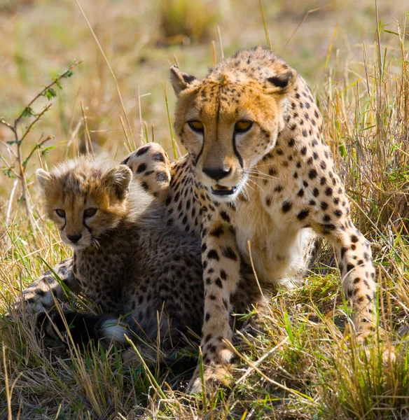 Matka gepard s její mládě — Stock fotografie