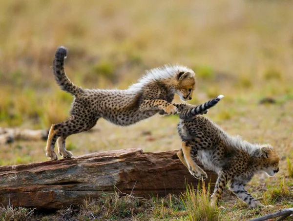 Cubs Cheetah játék — Stock Fotó