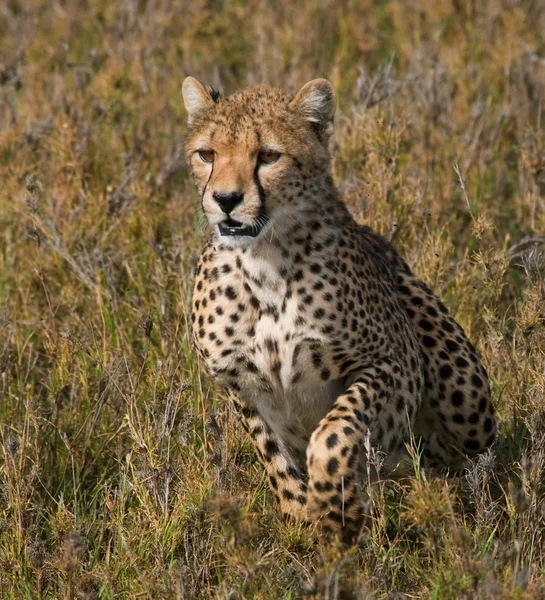 Retrato de cerca de un guepardo — Foto de Stock