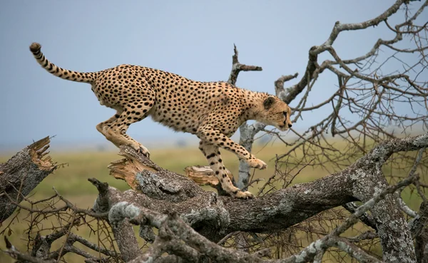 One Cheetah in its habitat — Stock Photo, Image