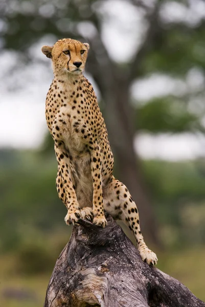 One Cheetah in its habitat — Stock Photo, Image