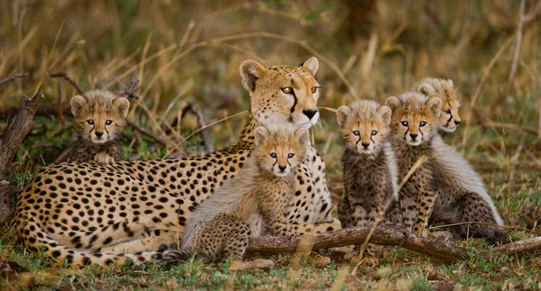 Matka gepard s medvíďaty — Stock fotografie