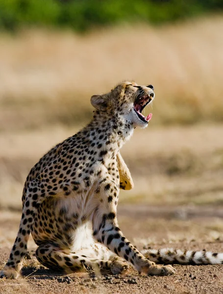 One Cheetah in its habitat — Stock Photo, Image