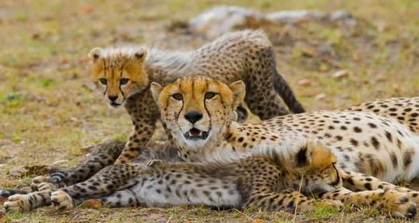 Madre Cheetah con i suoi cuccioli — Foto Stock