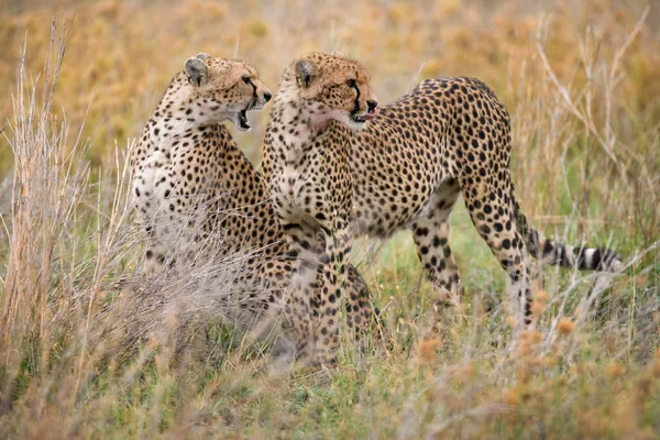 Due ghepardi nel suo habitat — Foto Stock