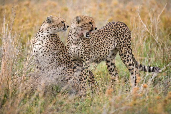 Два гепарди у своєму середовищі проживання — стокове фото